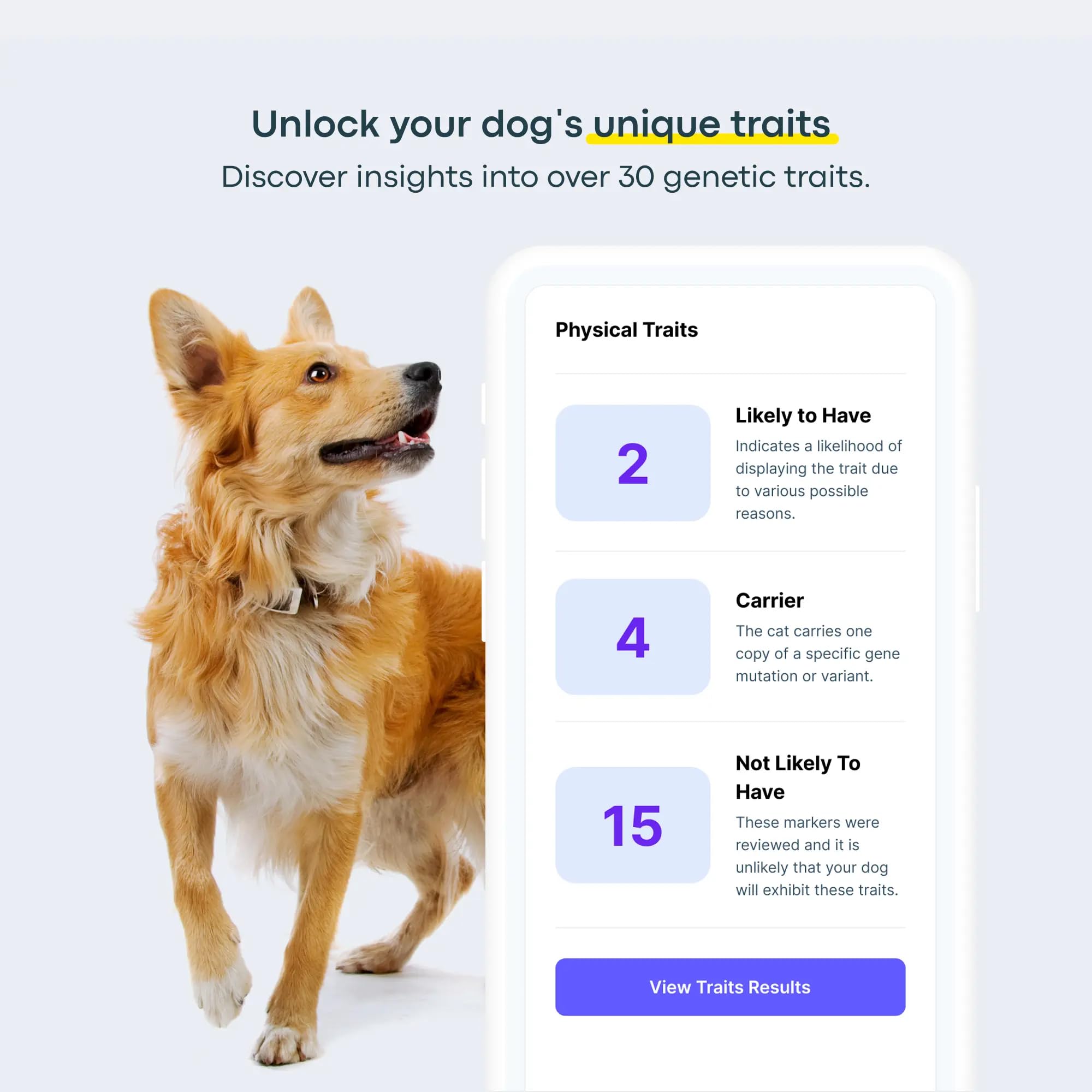 Basepaws results dashboard shows breed mix and traits.