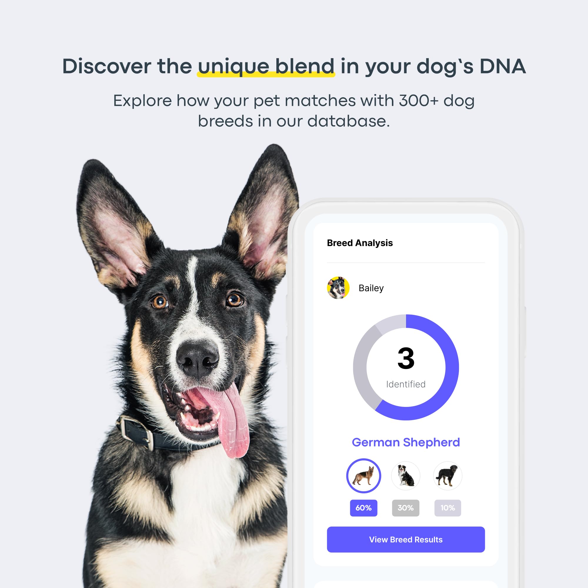 Basepaws DNA kit swab in use for dog sample collection.