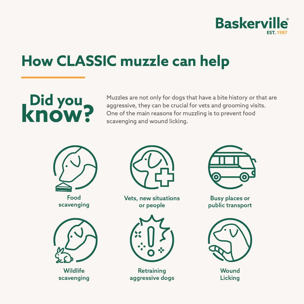 Guard insert prevents scavenging during a dog walk with Baskerville muzzle.