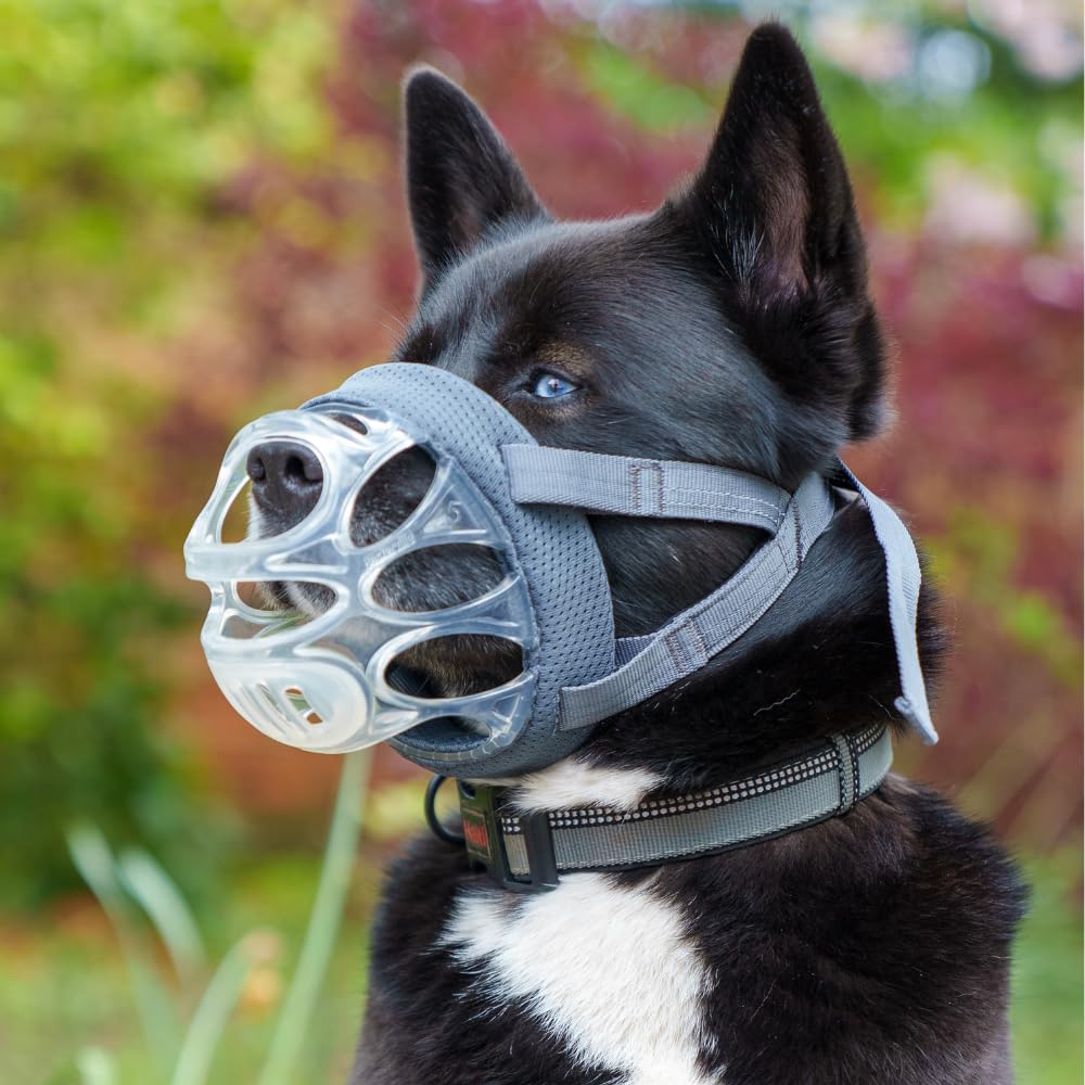 Baskerville INVISA muzzle with padded nose band for added comfort