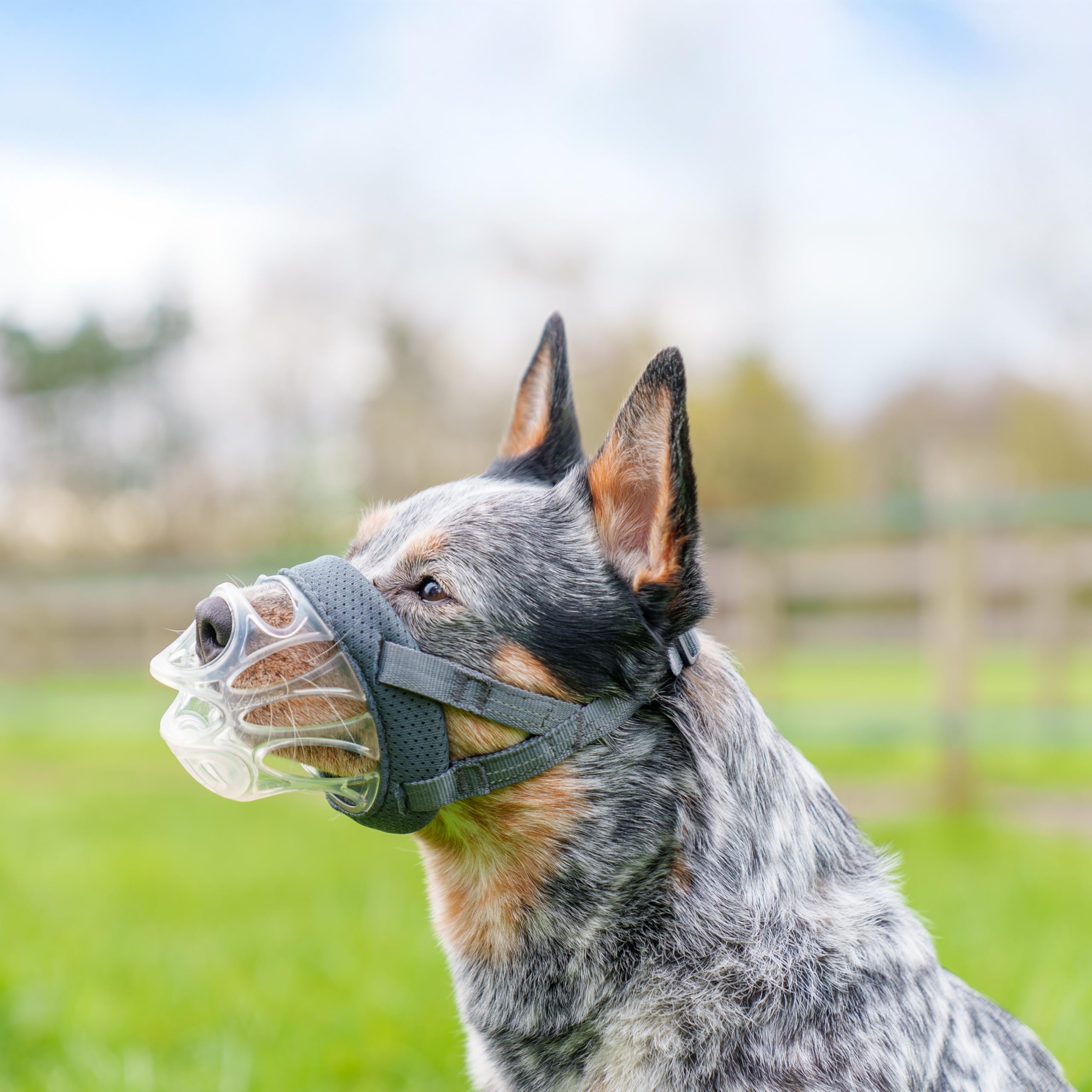 Baskerville INVISA padded nose band for comfortable fit during walks.