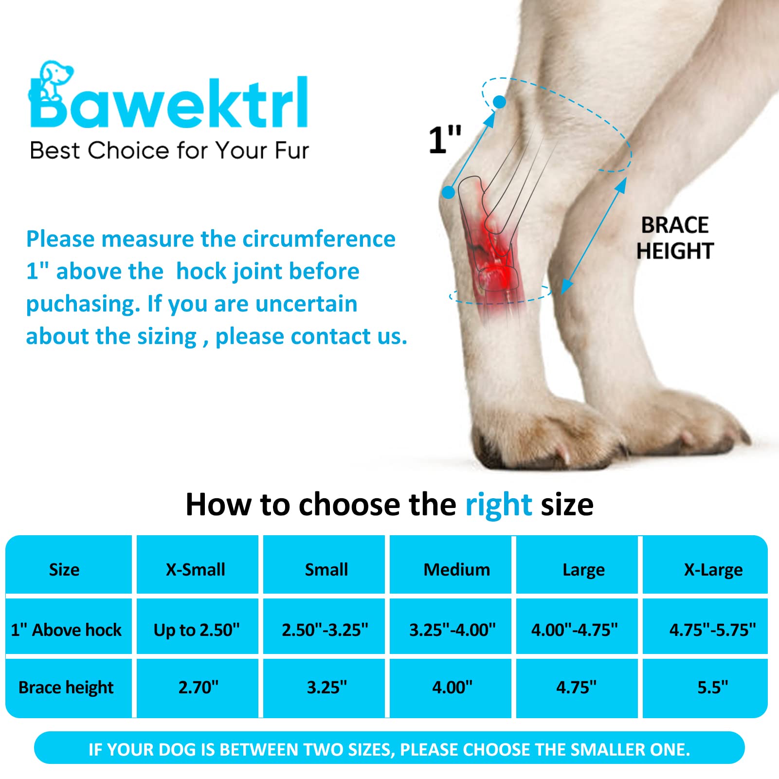 Bawektrl hock brace worn on a rear leg for comfort during daily activity.