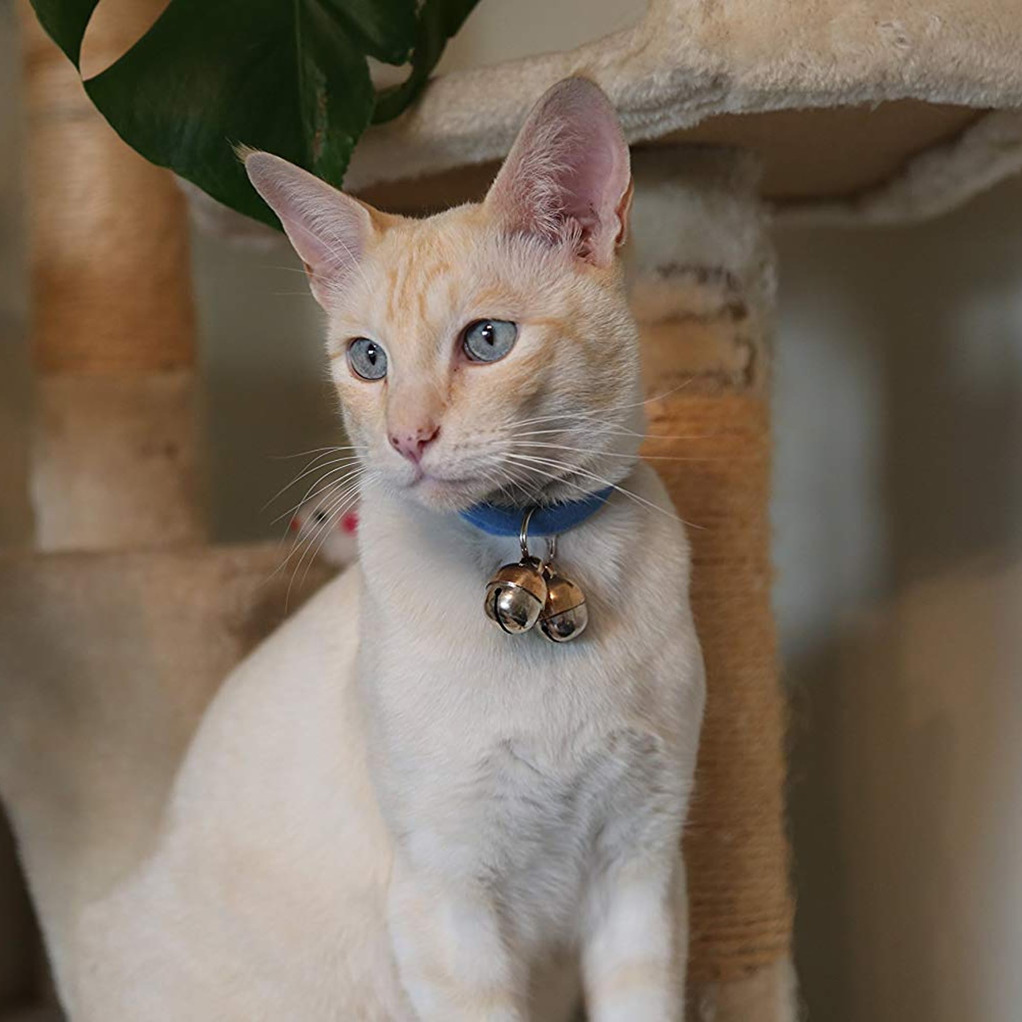 Compact 10g weight makes Beau's Bells ideal for small cats and tiny dogs.