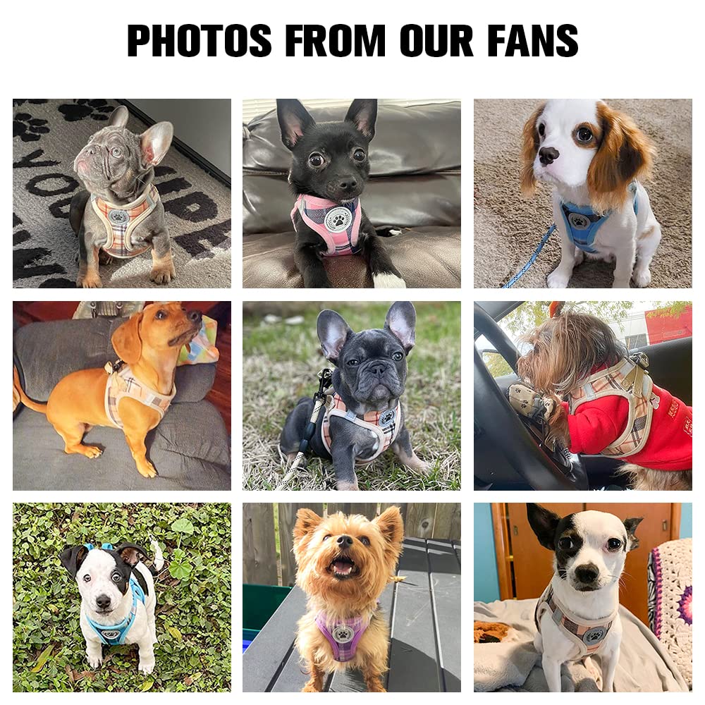 BEAUTYZOO breathable mesh fabric keeps pets cool during activity