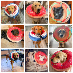 BEAUTYZOO donut collar on dog illustrates clear vision and easy access to food
