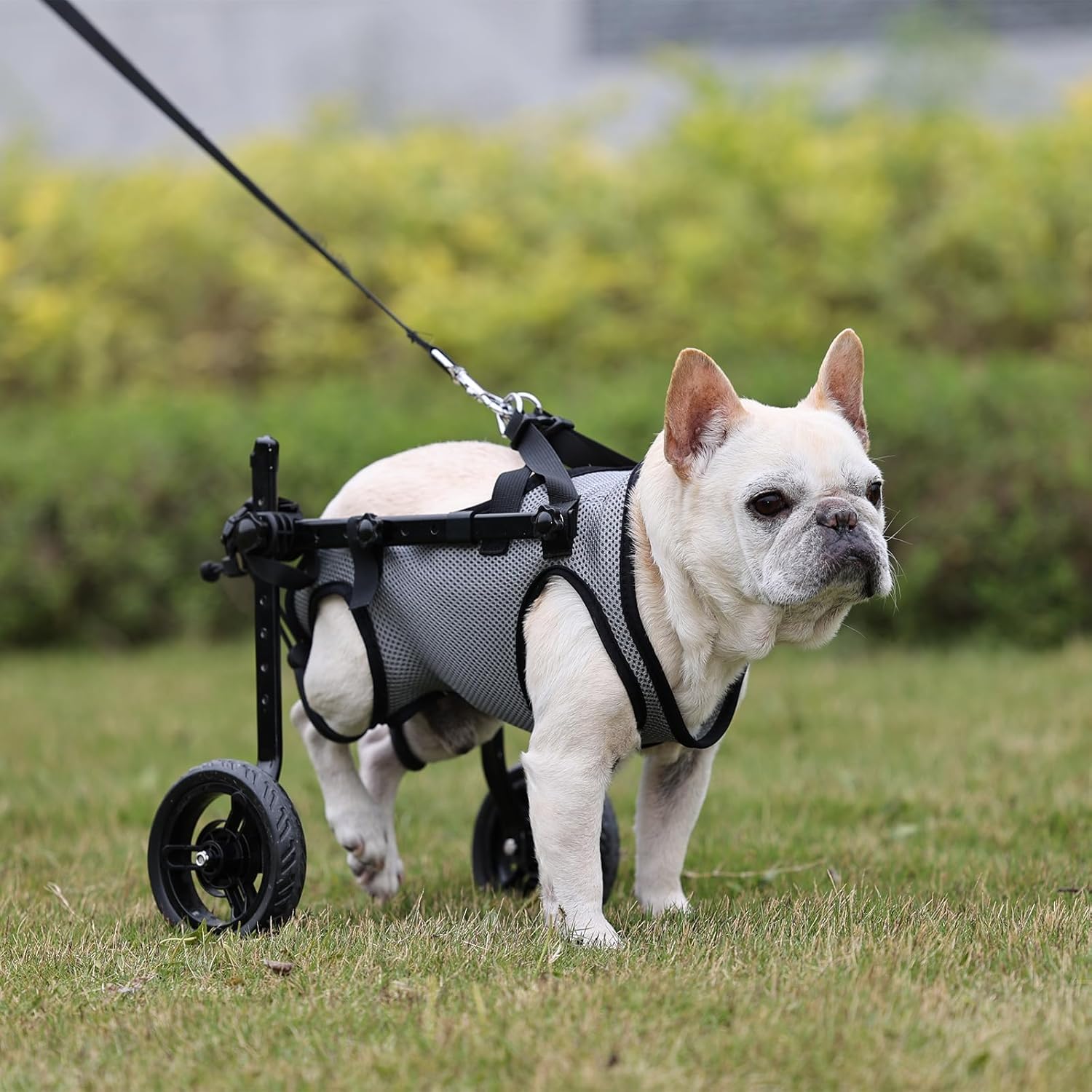 BECROWM dog wheelchair travel-friendly design simplifies transport to vet or park.