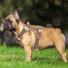 Beebiepet desert camo harness side view showing Molle compatibility for gear