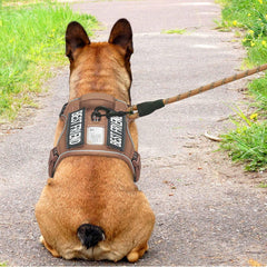 Beebiepet harness with four-point adjustment for a snug fit.