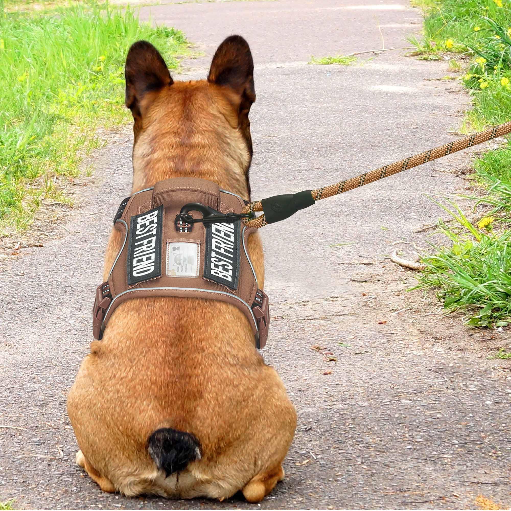 Beebiepet harness with MOLLE attachments enables carrying essential gear during outdoor adventures.