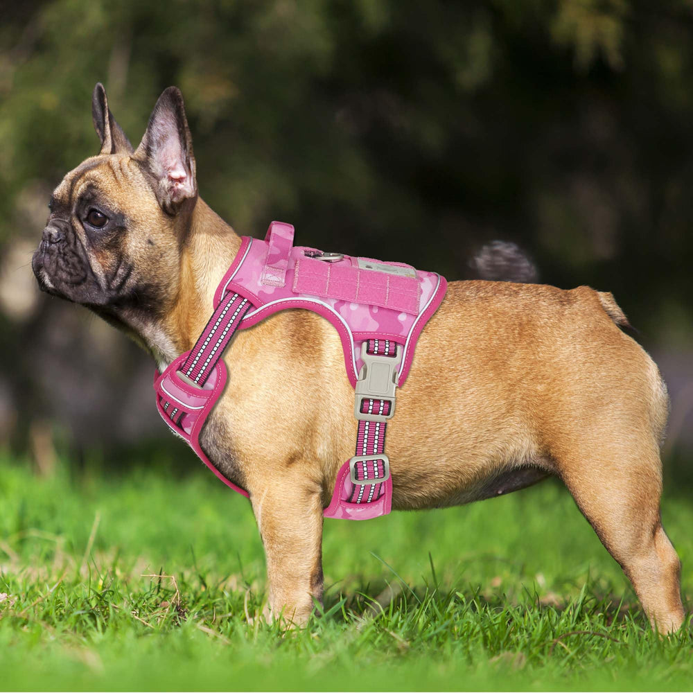 Beebiepet molle side-pouches harness for carrying essentials on outdoor walks