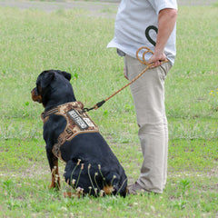 Beebiepet MOLLE system side straps for carrying gear