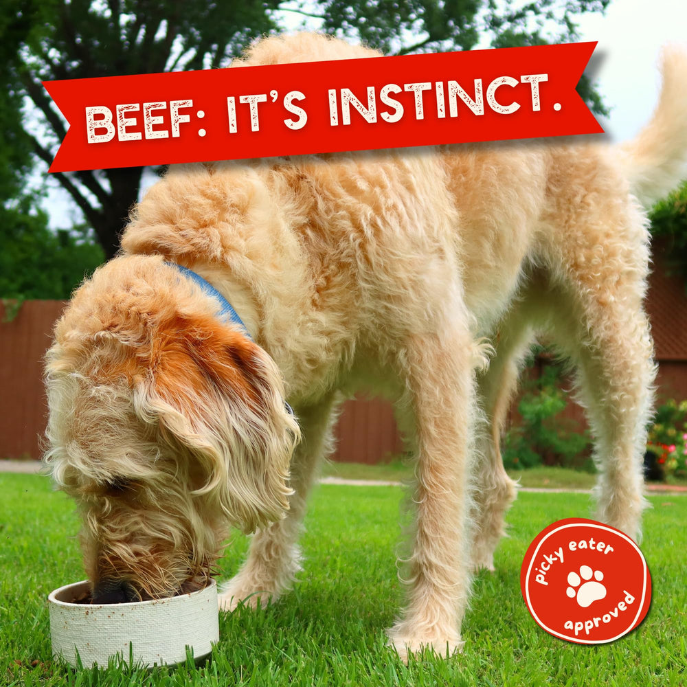 Beg & Barker Beef Topper dog enjoys mealtime with protein support