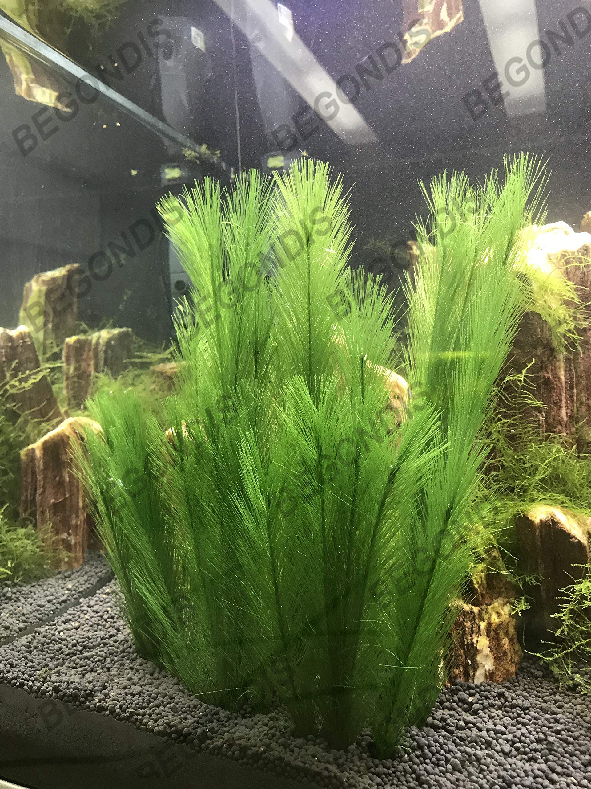 Each BEGONDIS plant measures 11.8 by 6.7 inches for standard tanks.