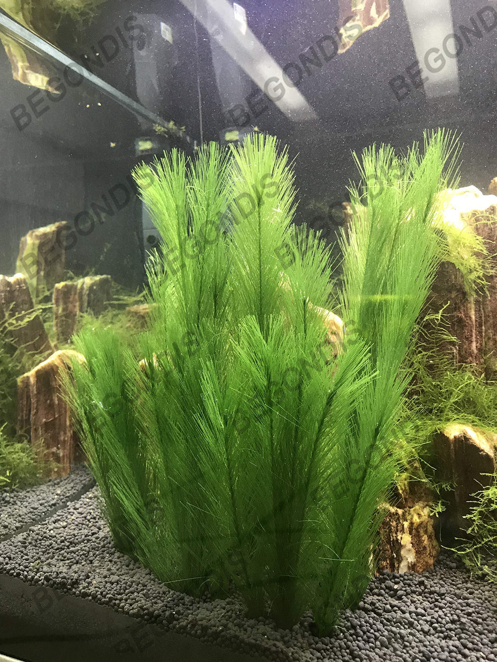 Each BEGONDIS plant measures 11.8 by 6.7 inches for standard tanks.