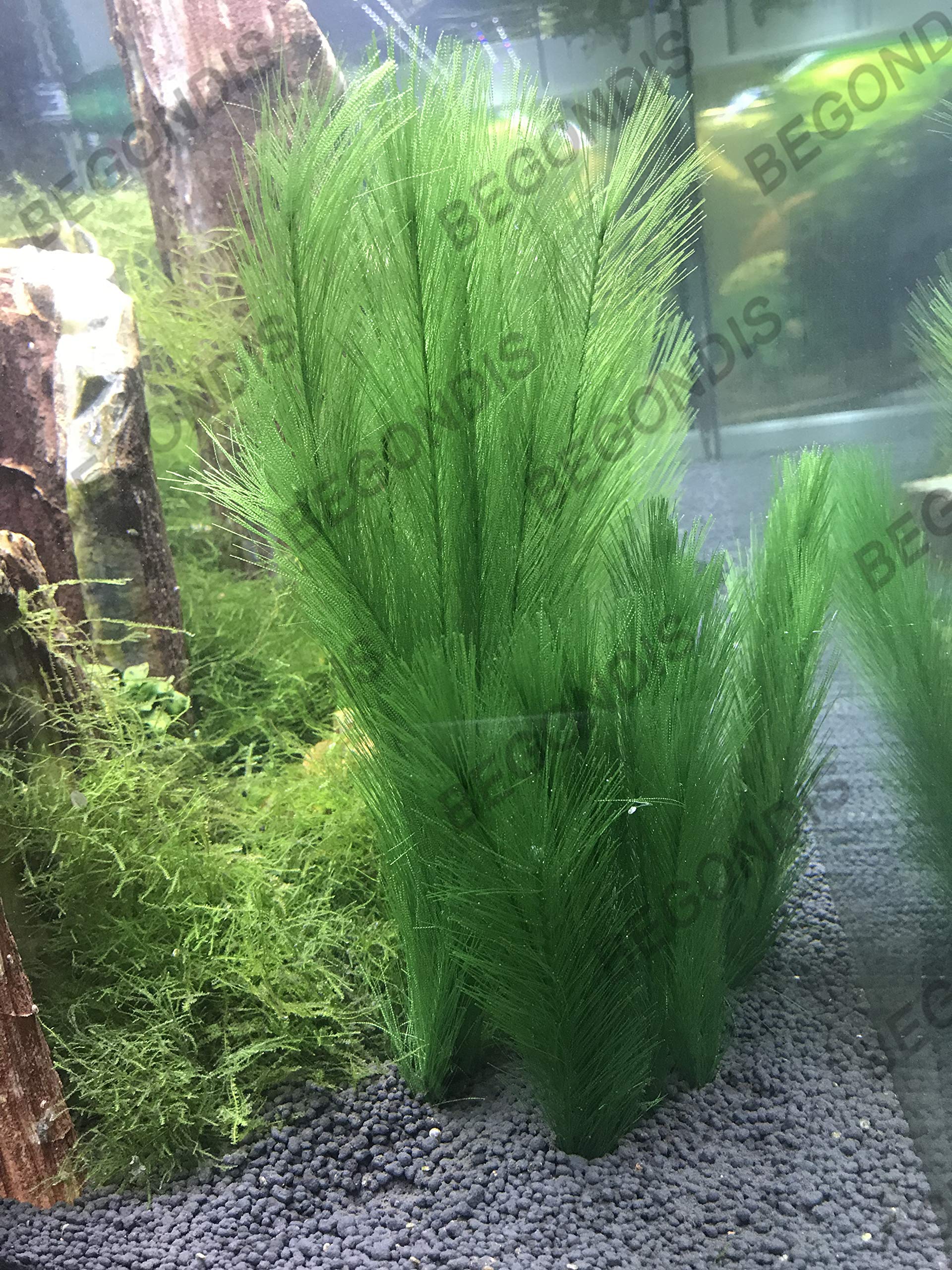 Three-piece BEGONDIS set provides lasting, fade-resistant color for your tank.
