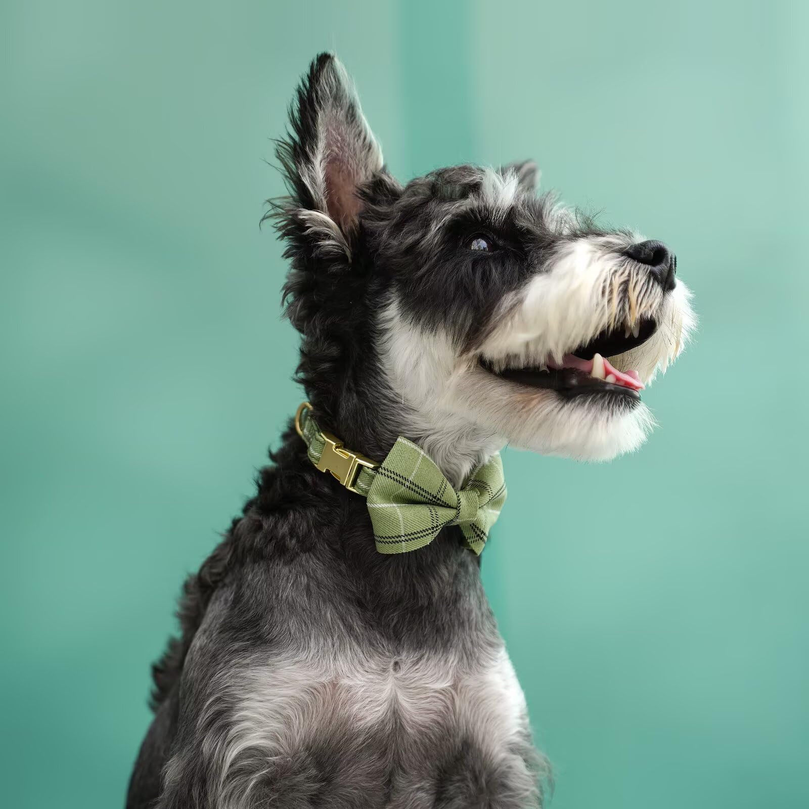 Beirui small dog wearing green plaid harness during photoshoot, charming look