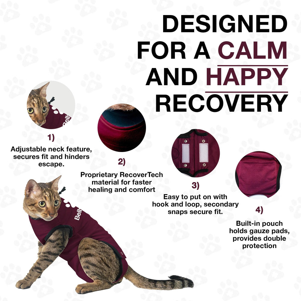 BellyGuard cat recovery suit worn on cat for comfort and protection