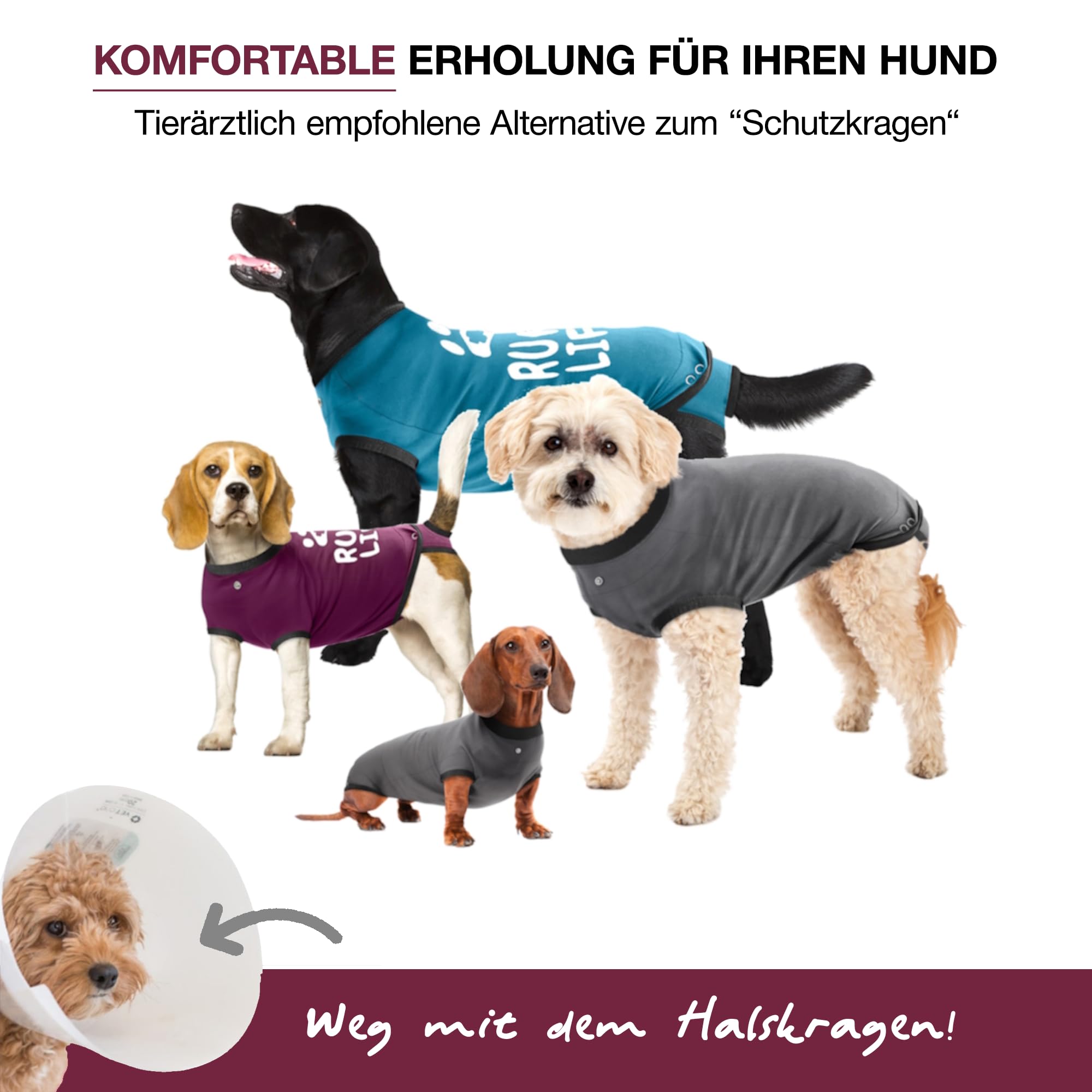 BellyGuard dog recovery suit sleeping peacefully supports healing without cones