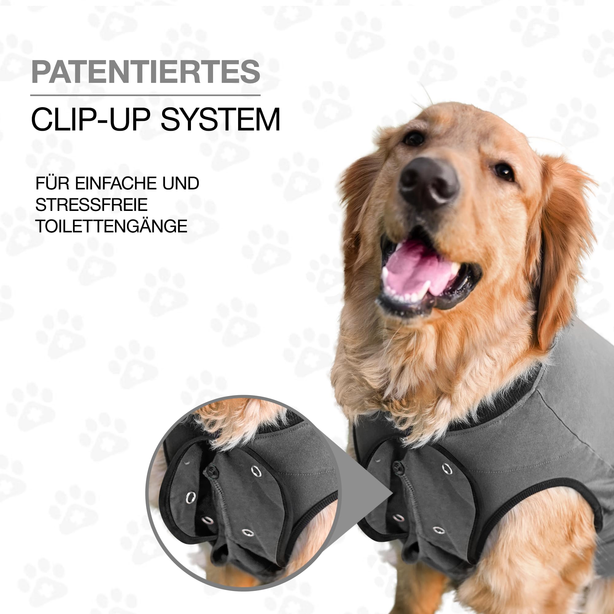 BellyGuard stitch-protection image highlights shielded wounds while your dog relaxes on walks