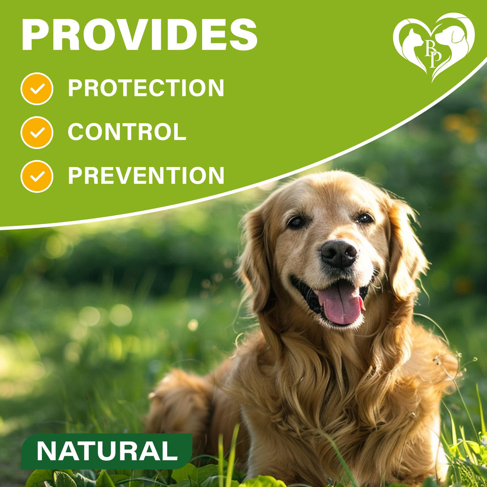 Beloved Pets adjustable dog collar fits small to large breeds securely.