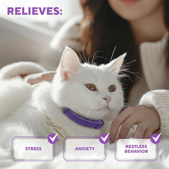 Beloved Pets cat behavior-improvement wearing illustrates calmer greetings and reduced aggression