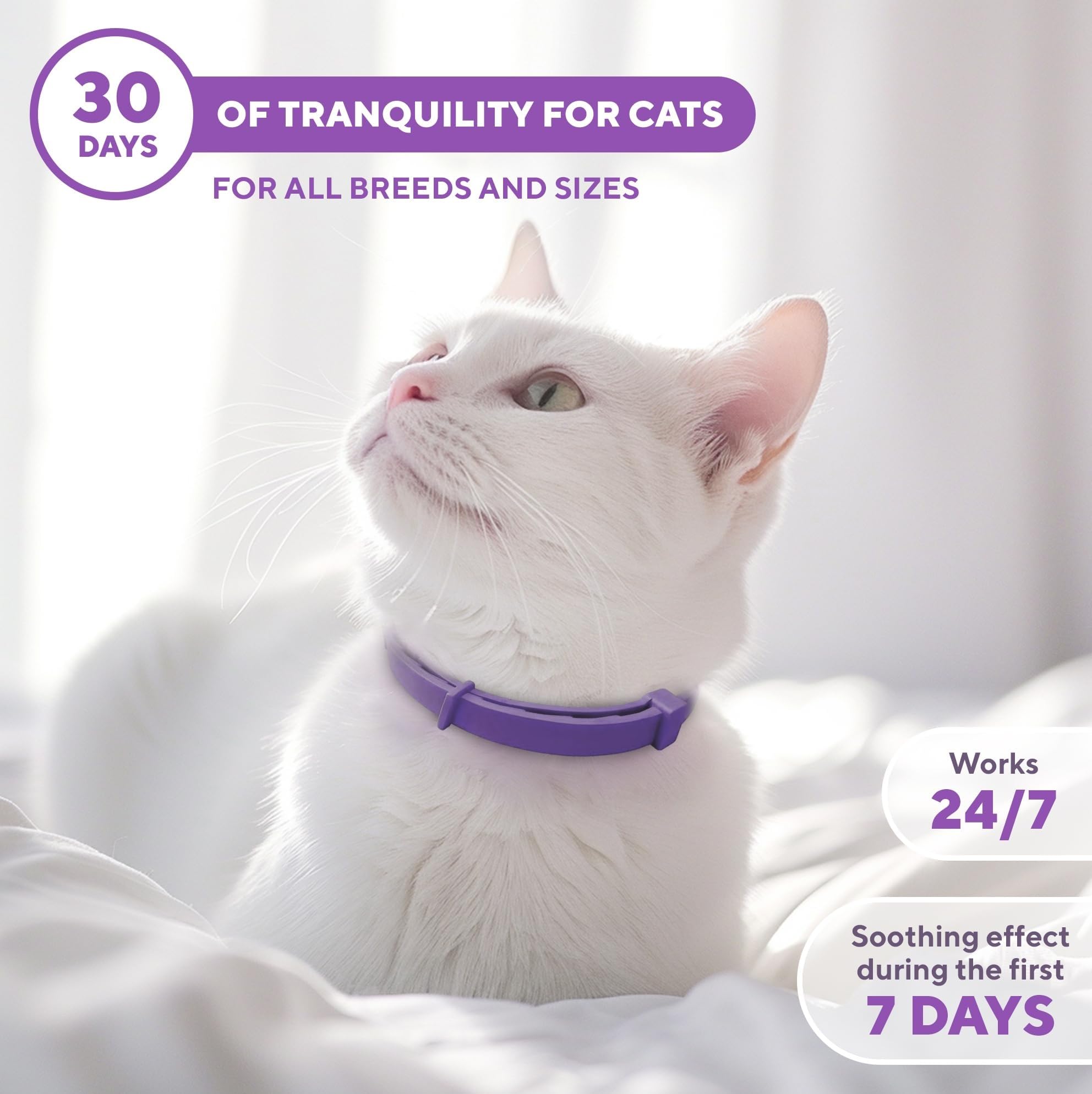 Beloved Pets collar dog-and-cat interaction highlights smoother multi-pet coexistence
