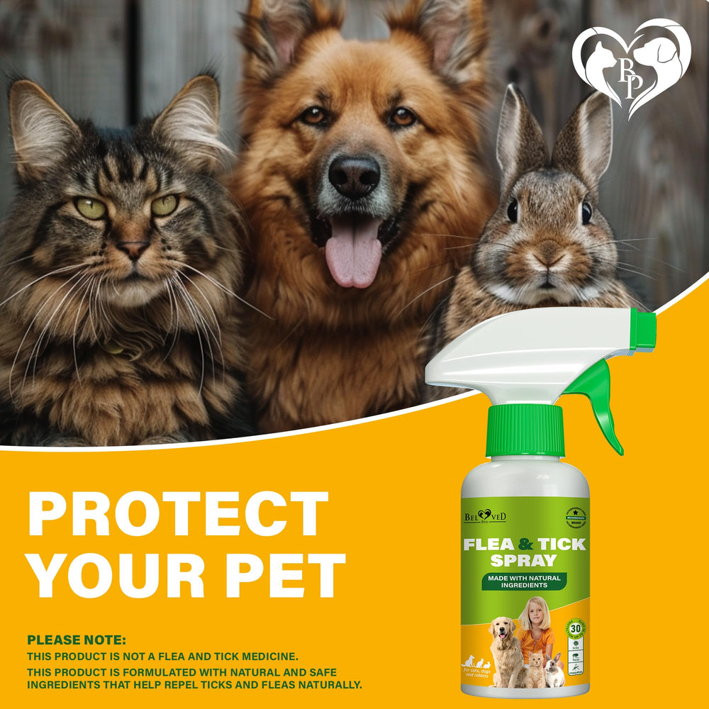 Beloved Pets carpet spray helps reduce fleas in rooms