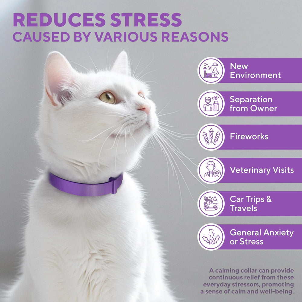 Beloved Pets pheromone collar harmony-effect demonstrates subtle signals to ease nerves