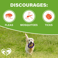 Front view of Beloved Pets Revolution chewables, tasty dog-safe daily use.