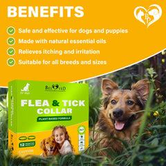 Beloved Pets six-month protection collar helps guard outdoor adventures with steady defense.
