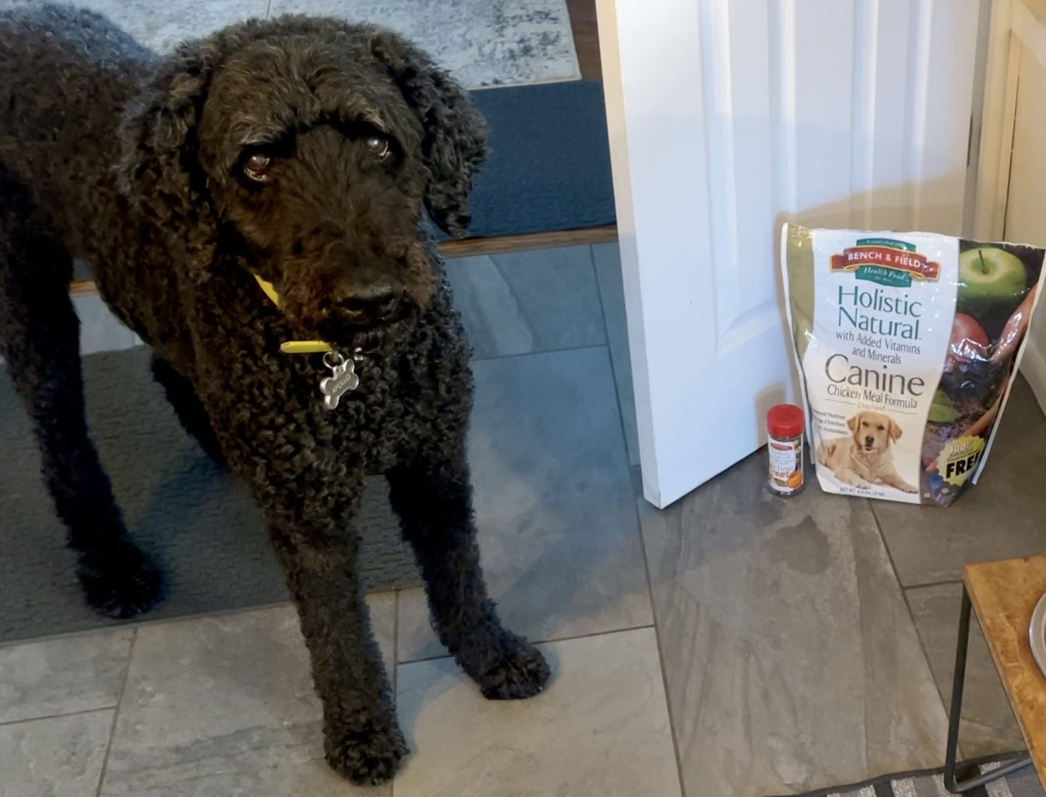Bench and Field Holistic dog food bowl with kibble for everyday feeding.