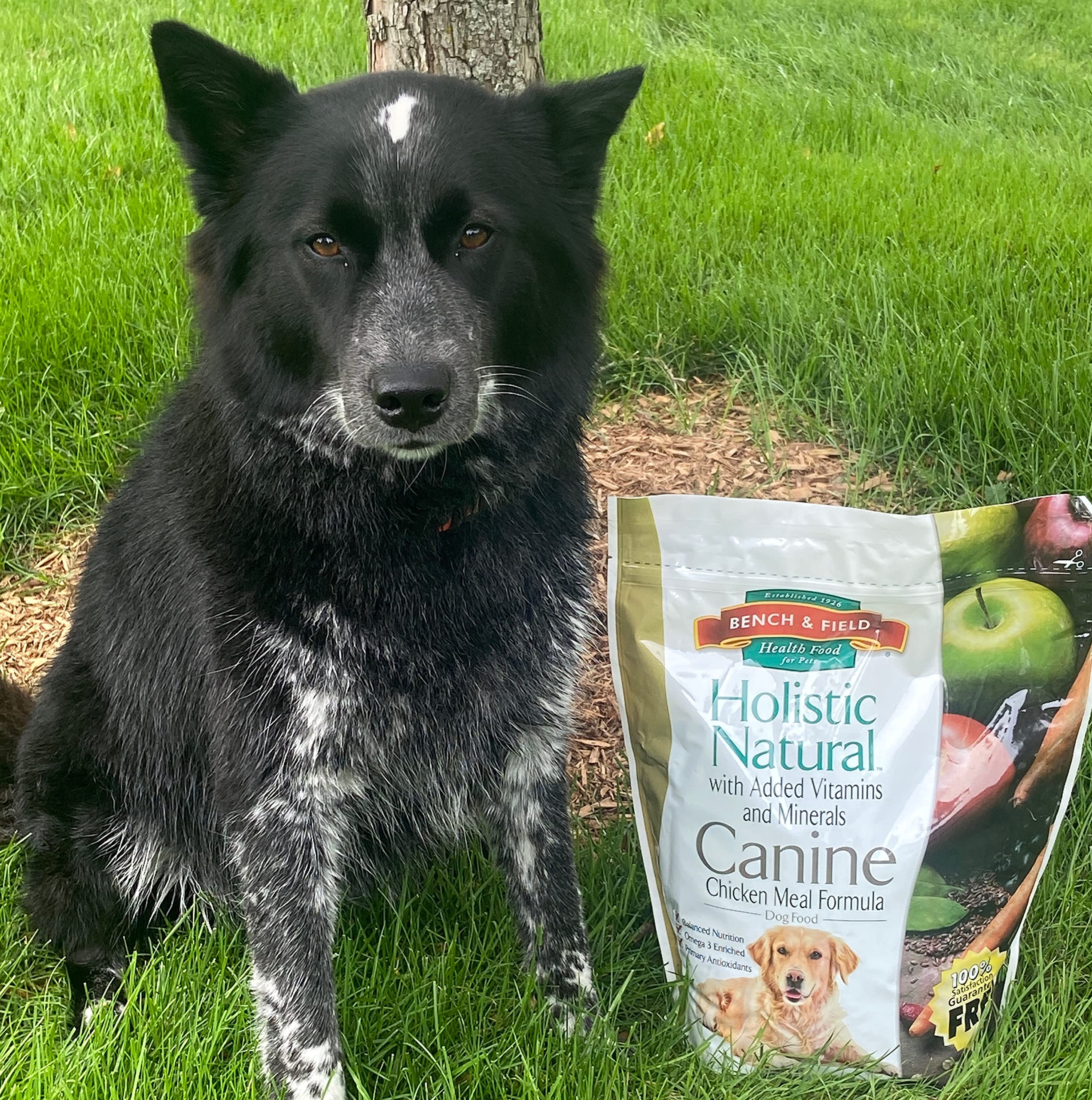 Bench and Field Holistic dry dog food bag with bowl view shows chicken meal and brown rice.