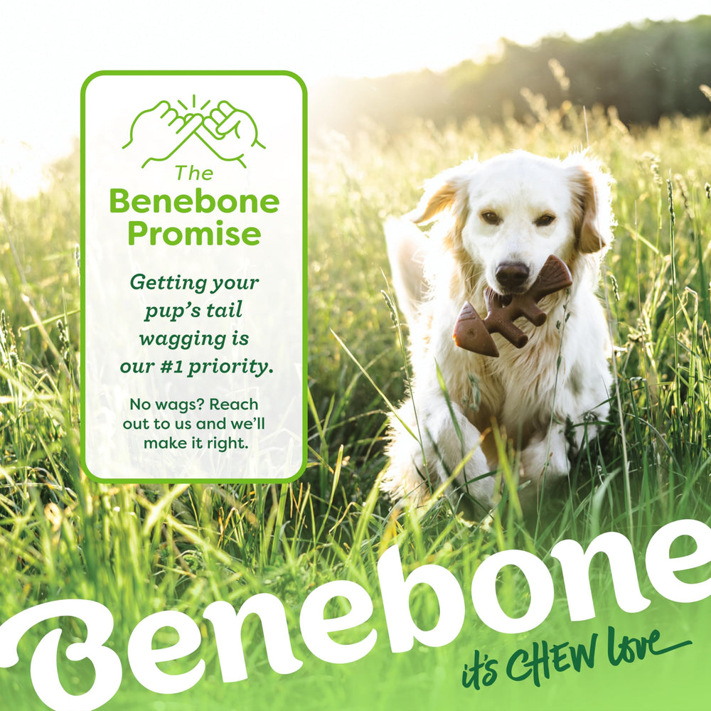 Happiness-guaranteed Benebone with responsive support for questions or issues.