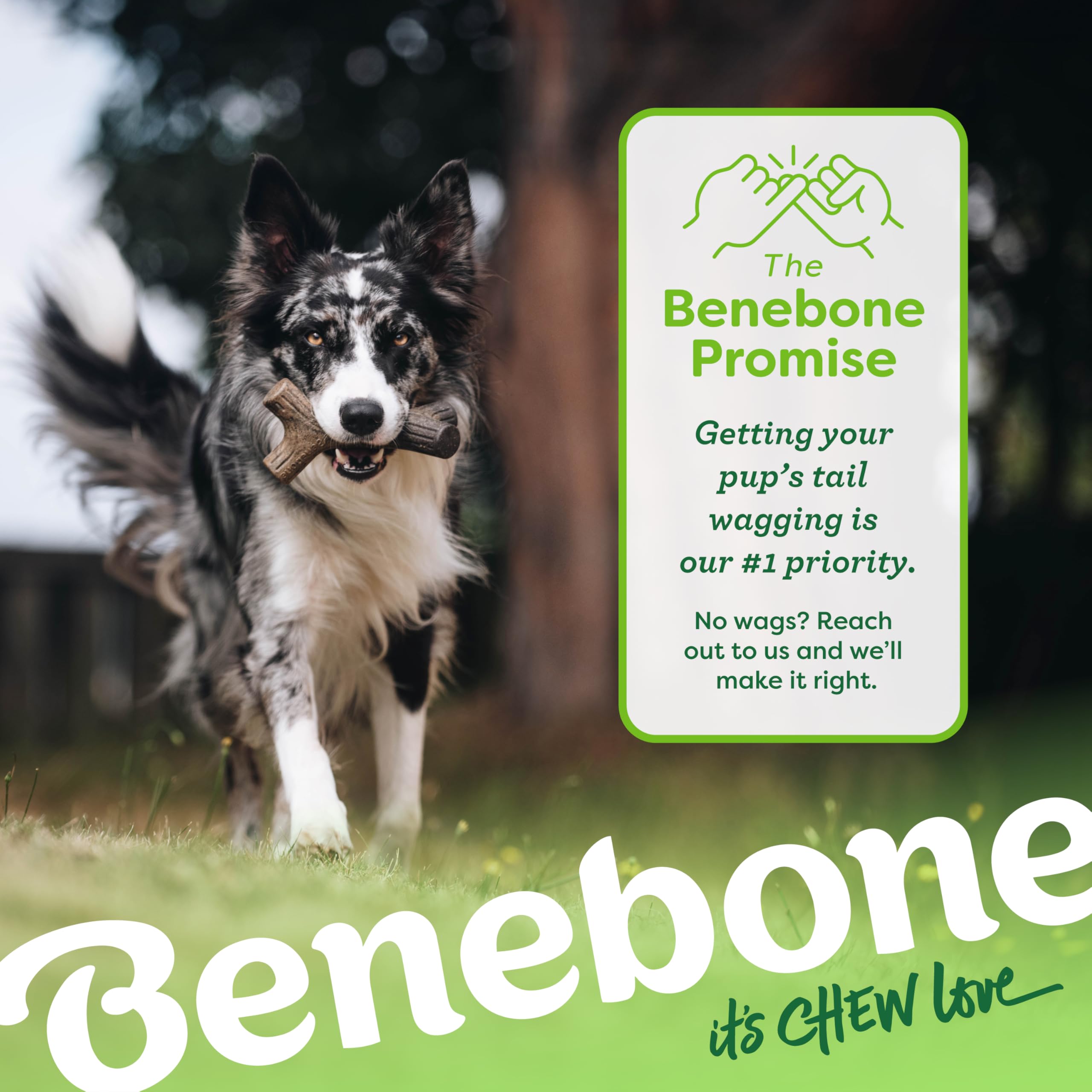 Benebone Maplestick displayed for fetch-ready play with dog