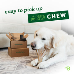 Benebone medium dog toy set demonstrates four durable chews for extended engagement.