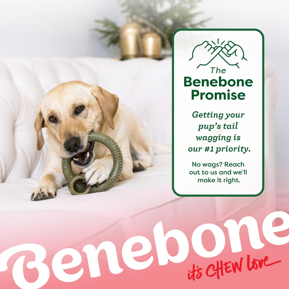 Benebone Peppermint Ring in use at home promotes engagement