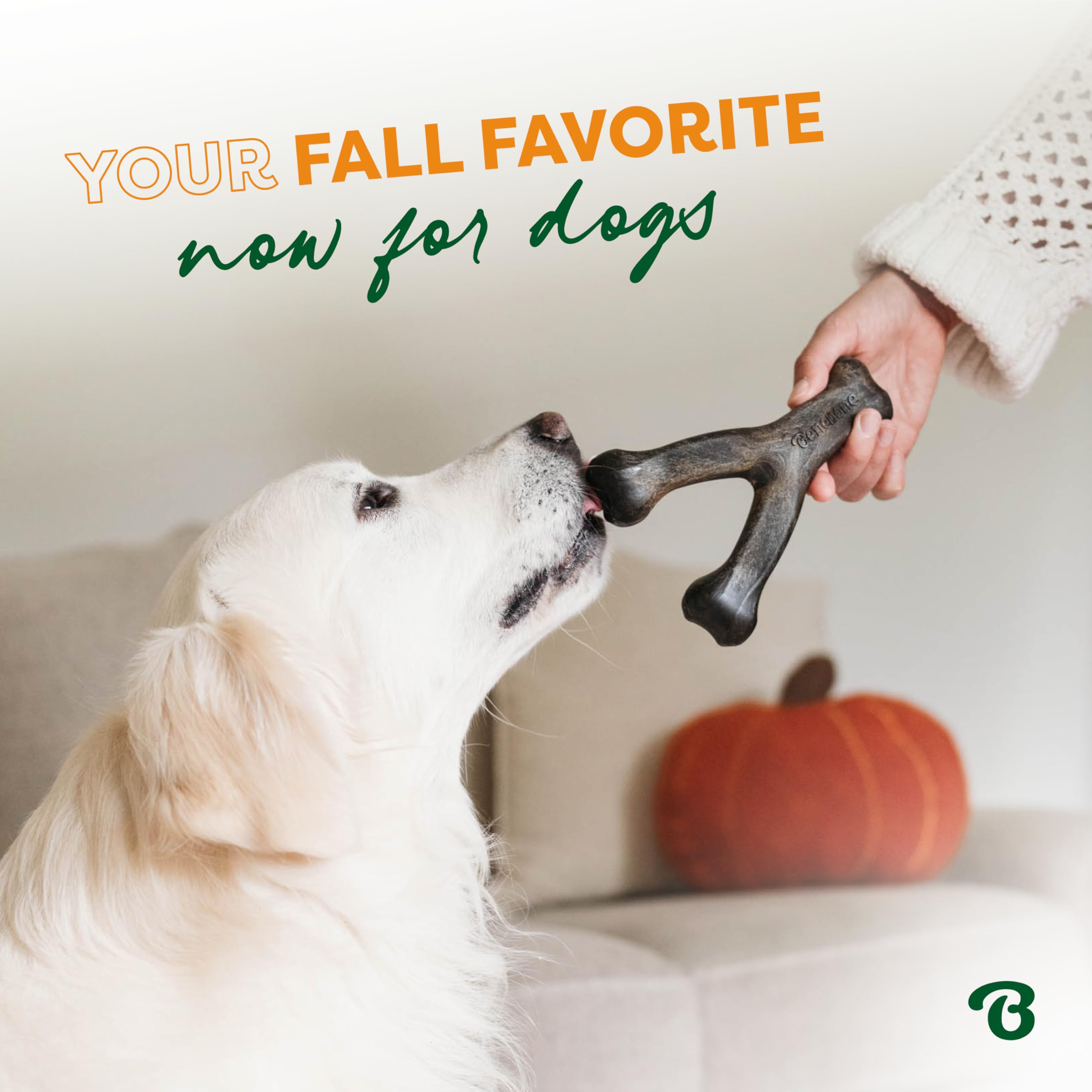 Close-up of a dog chewing the pumpkin spice wishbone highlighting texture and aroma.
