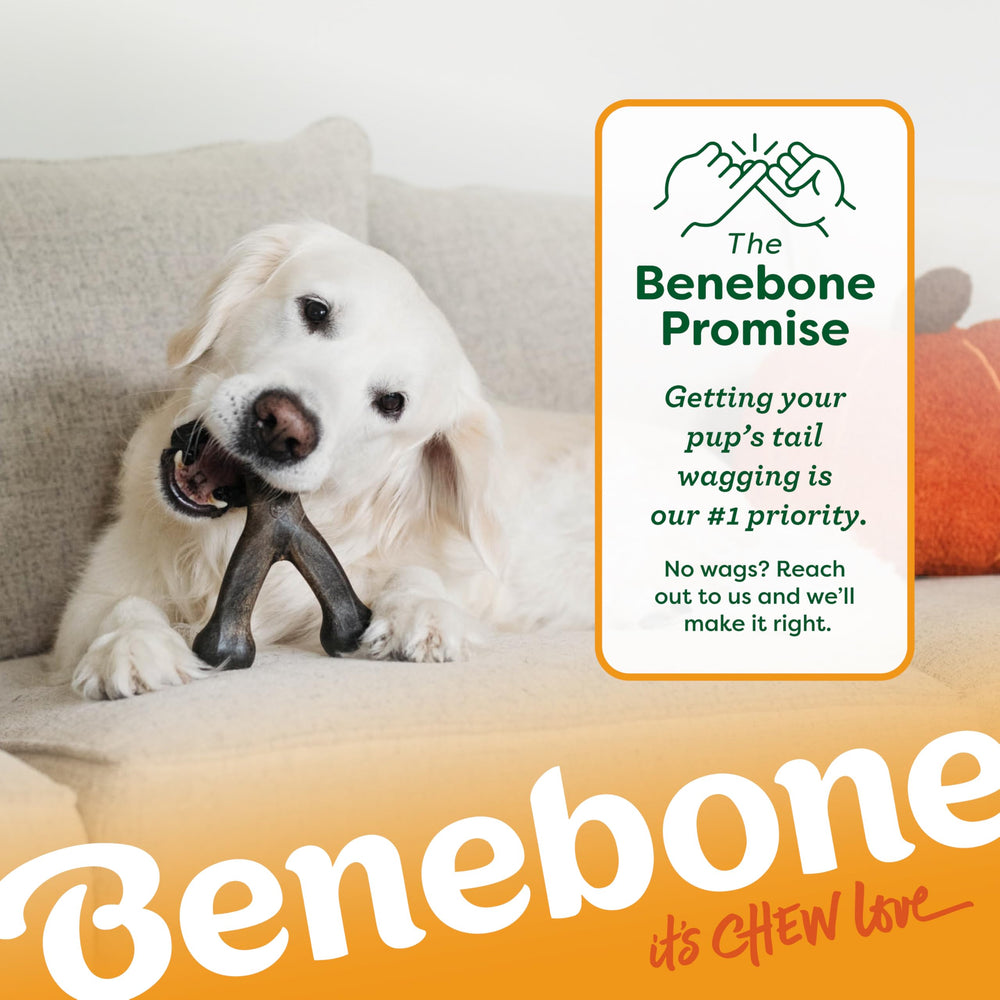 Benebone Pumpkin Spice Wishbone designed for aggressive chewers with durable structure.