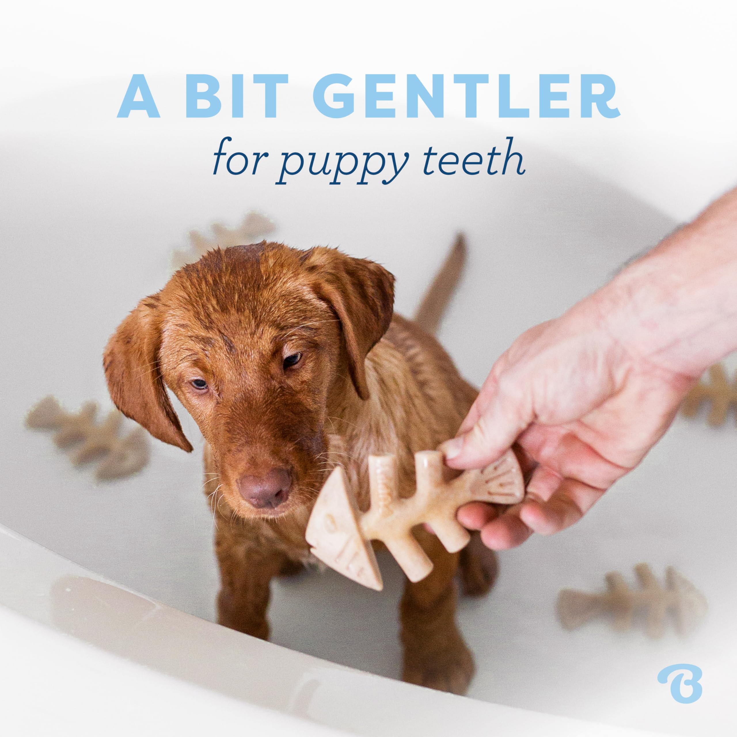 Benebone Puppy Fishbone offers real jack salmon flavor to entice chewing.