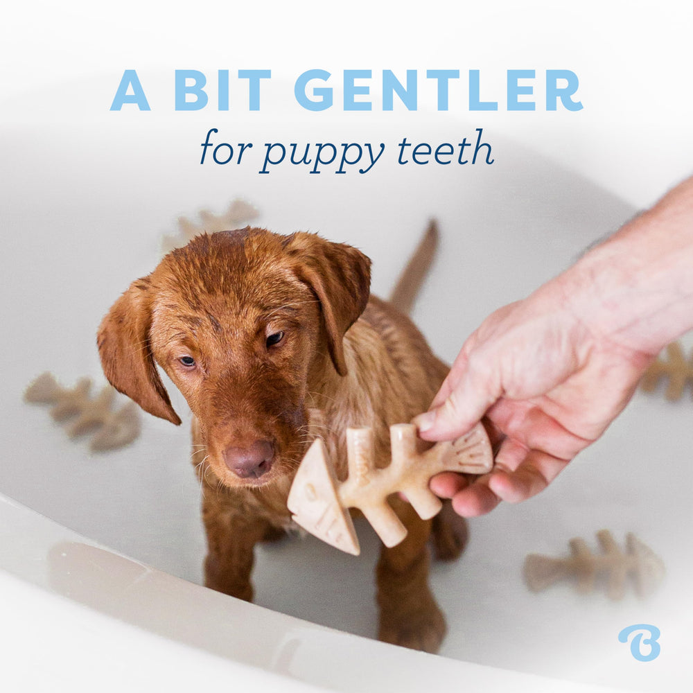Benebone Puppy Fishbone offers real jack salmon flavor to entice chewing.