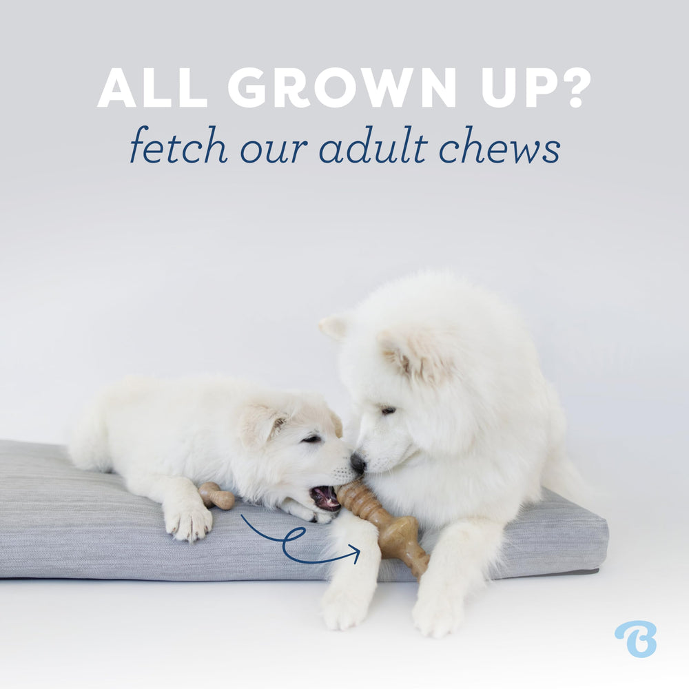 Benebone Puppy Fishbone suits teething pups with a softer bite.