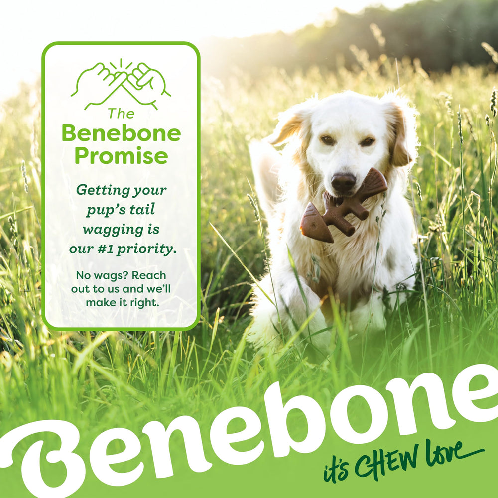 Benebone Small 4-Pack provides distraction during travel and downtime