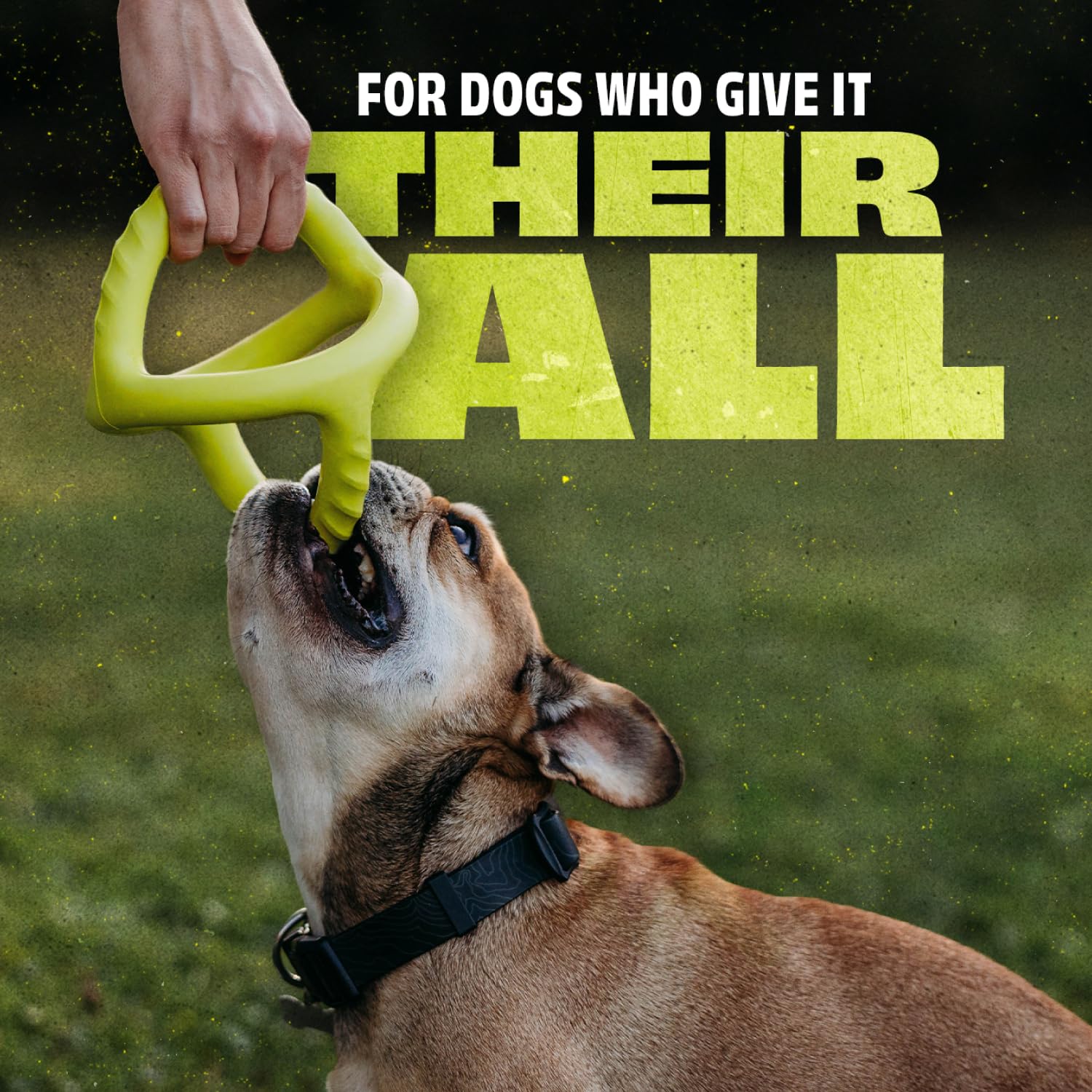 Benebone tug toy strengthening dog bonding during interactive play.