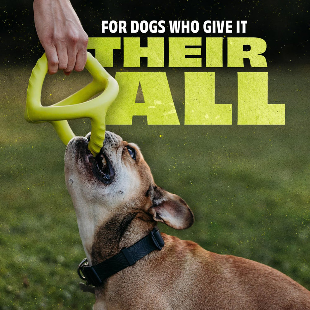 Benebone tug toy strengthening dog bonding during interactive play.