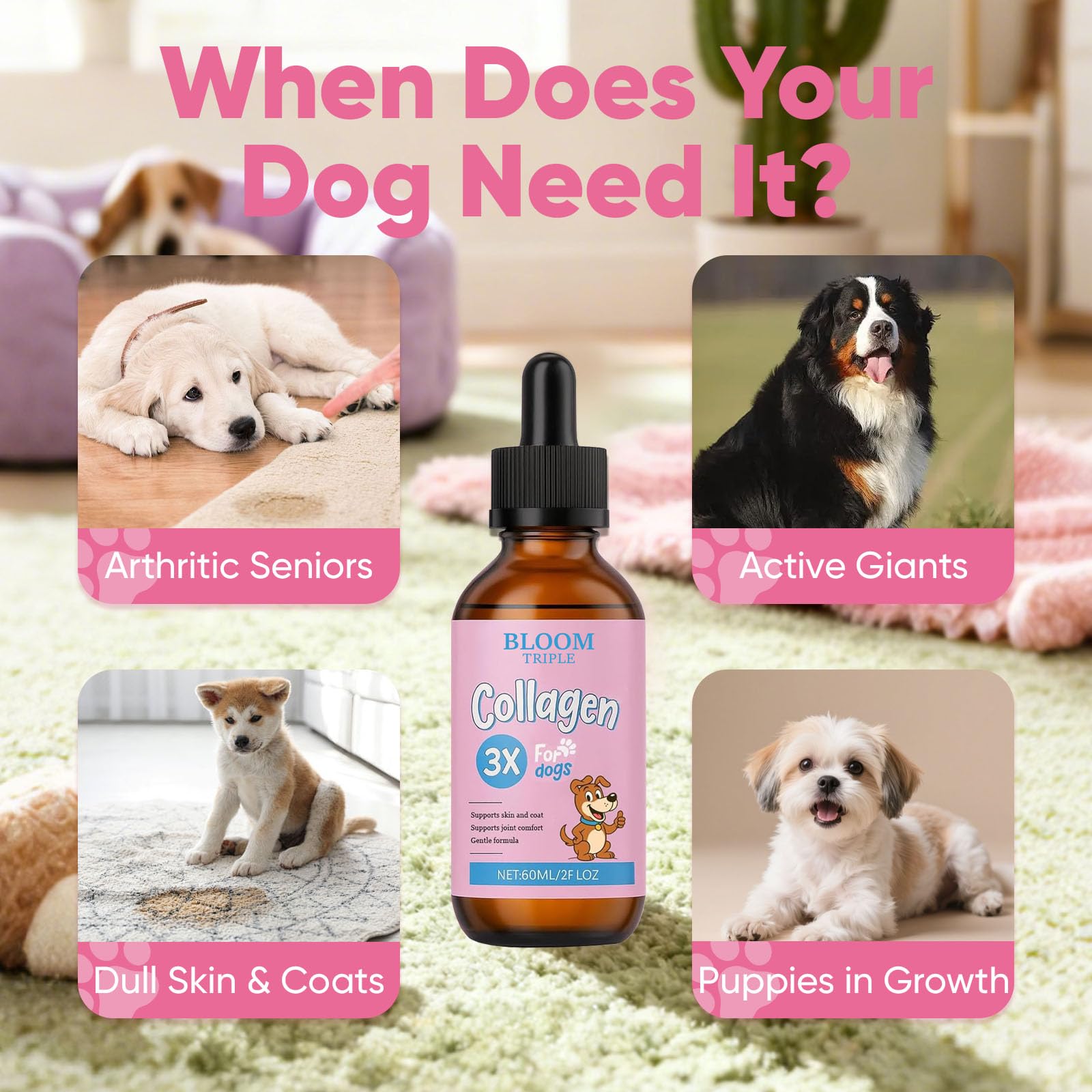 BERSEG Bloom Collagen digestive-scene illustrates gut health benefits in a pet-friendly setting.