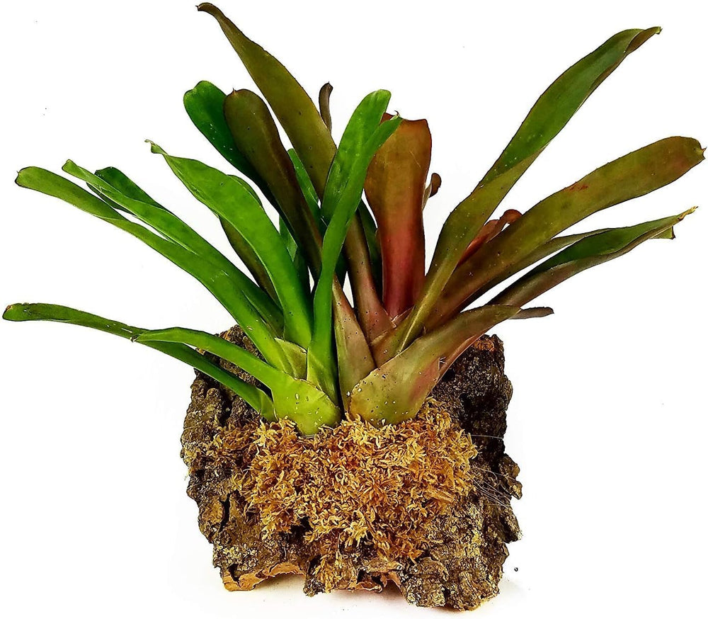 Besgrow Spagmoss supports orchid and carnivorous plant cultivation.