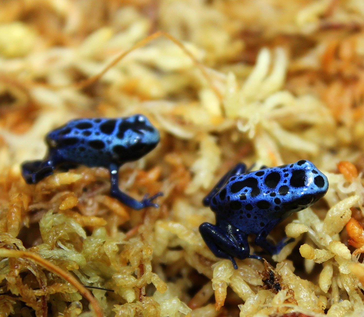 Besgrow Spagmoss as reptile bedding with high moisture retention.