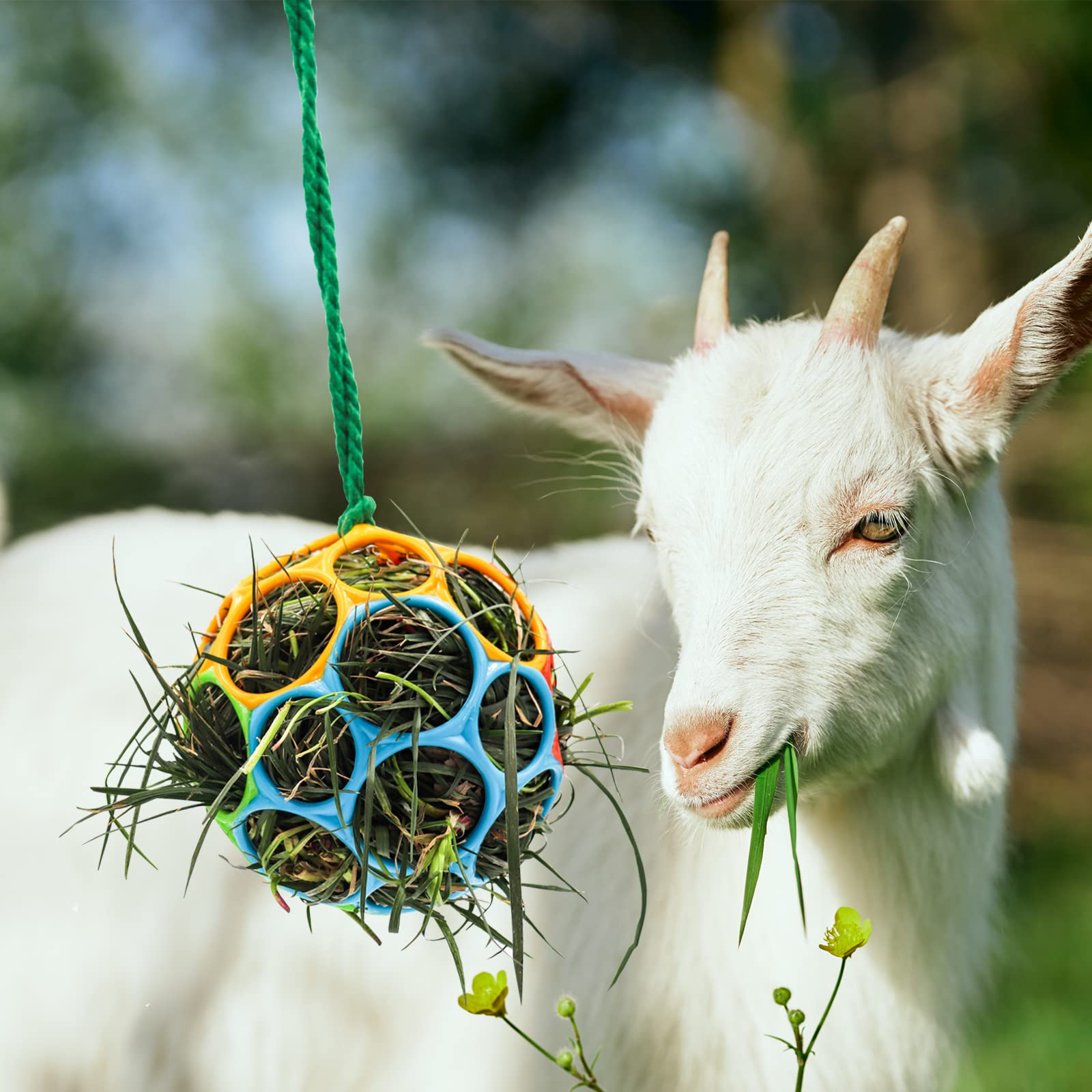 Besimple goat feeder ball hanging for small livestock enrichment.