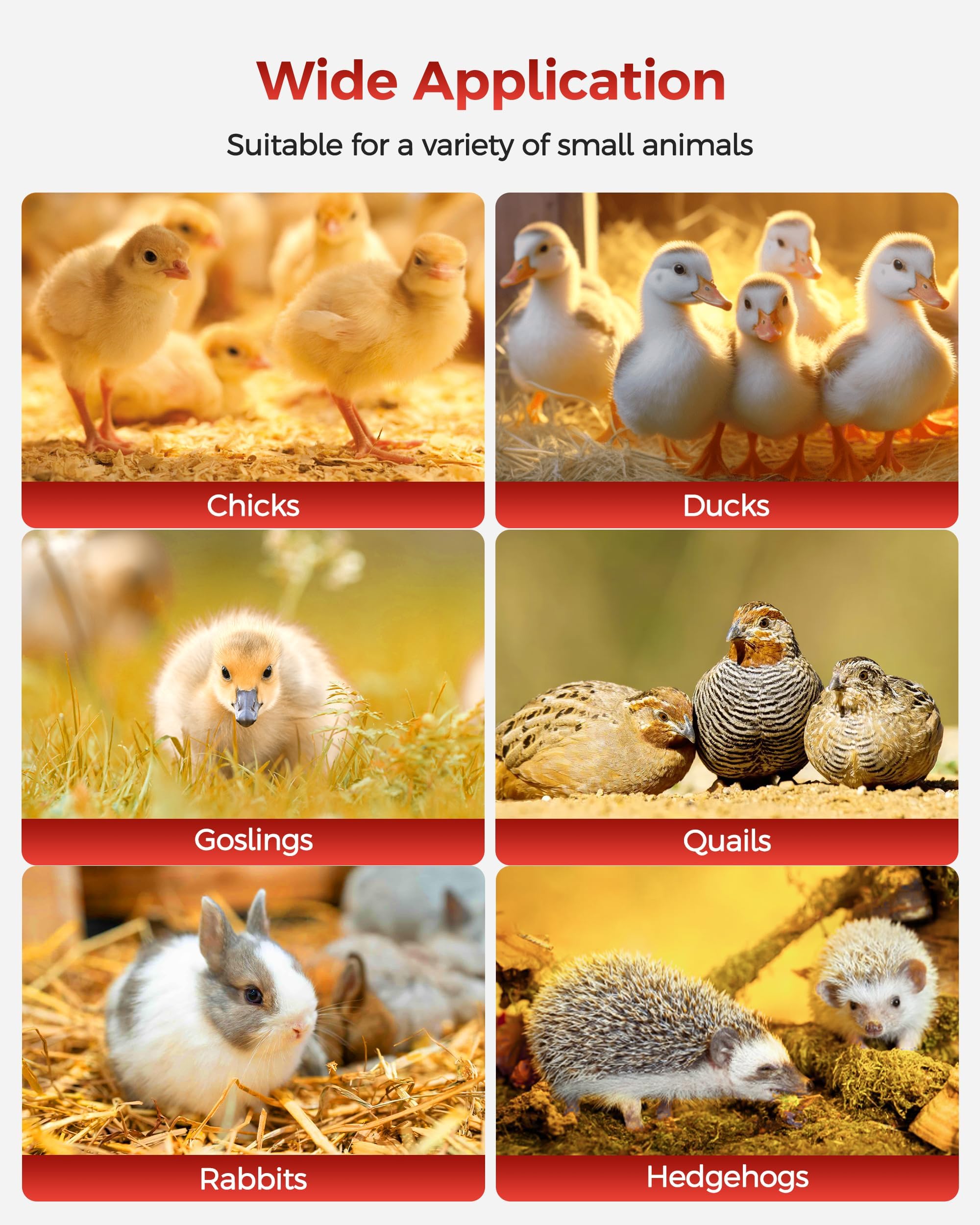 Besly Brooder Box large capacity supports up to 15 chicks.