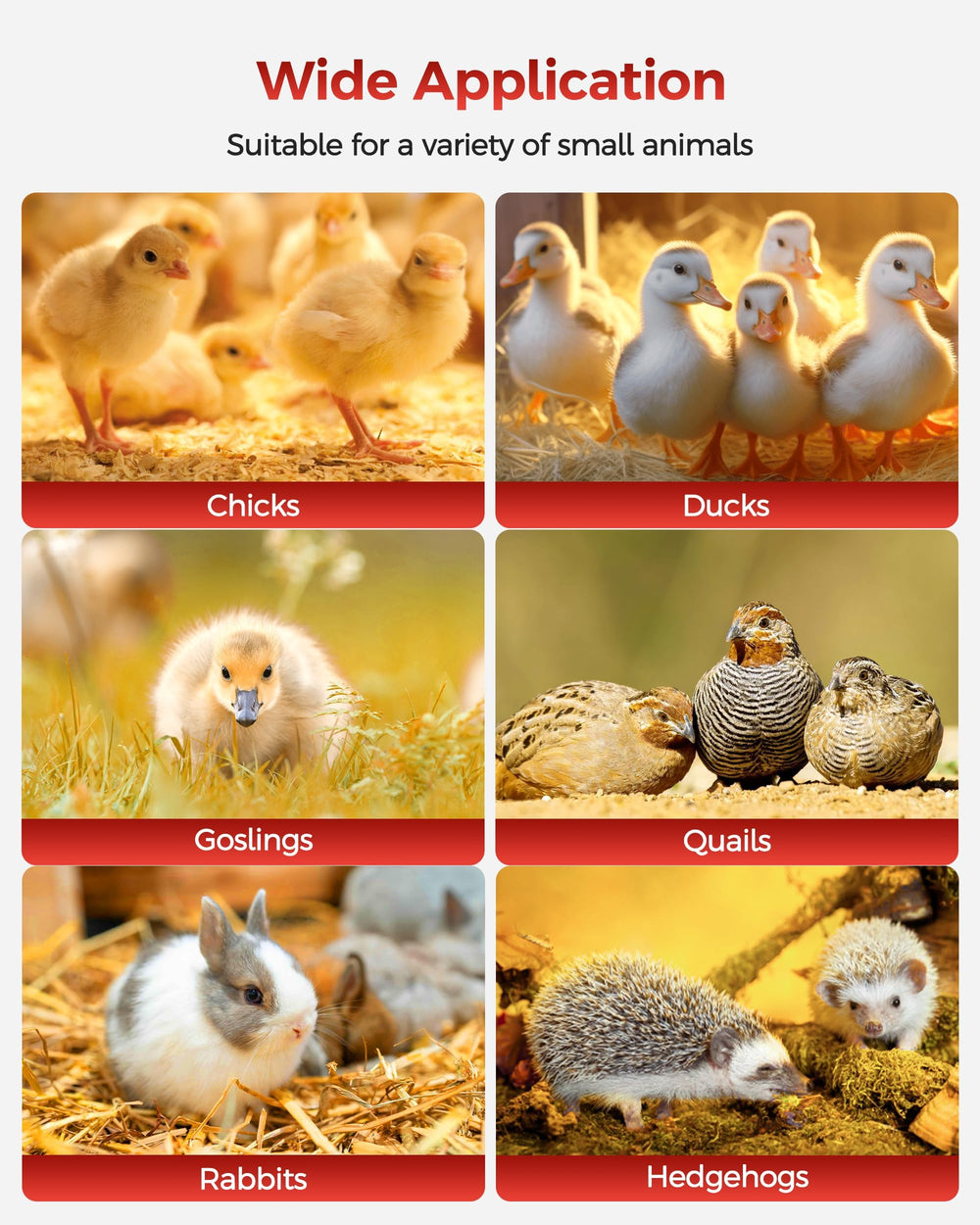 Besly Brooder Box large capacity supports up to 15 chicks.